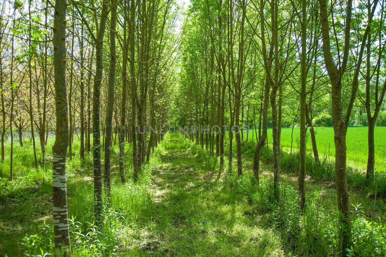 A beautiful shot of green park with tall trees