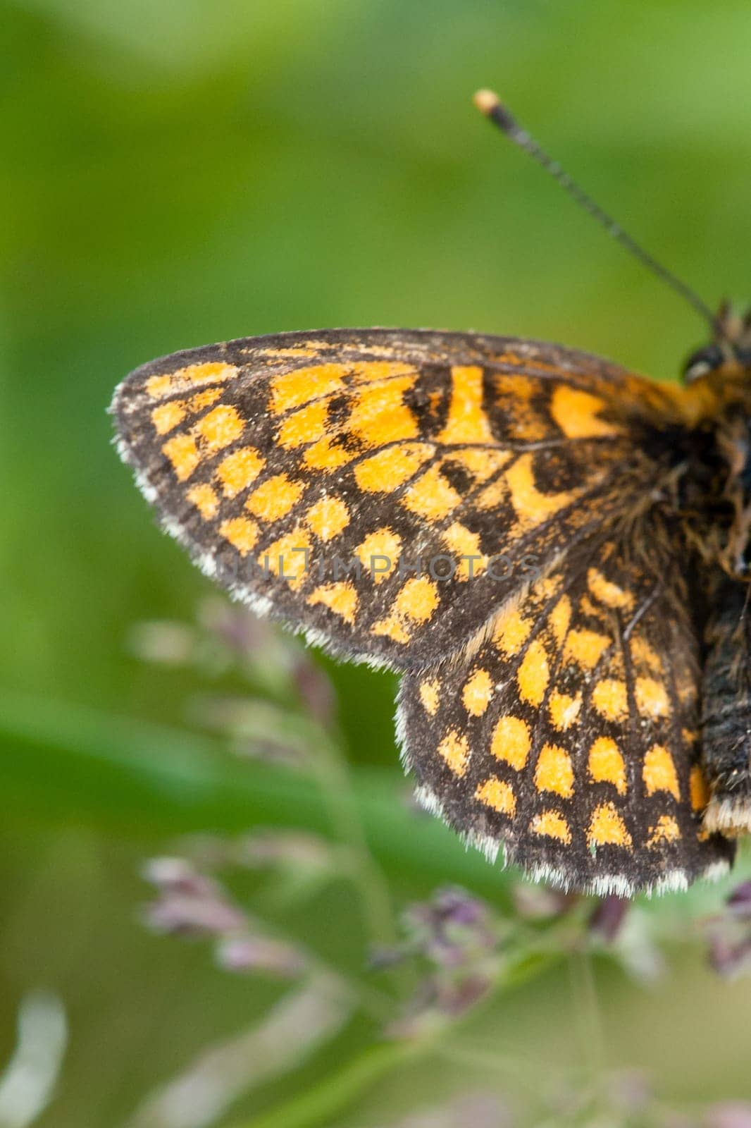 A vertical selective focus shot of yellow and black butterfly wing