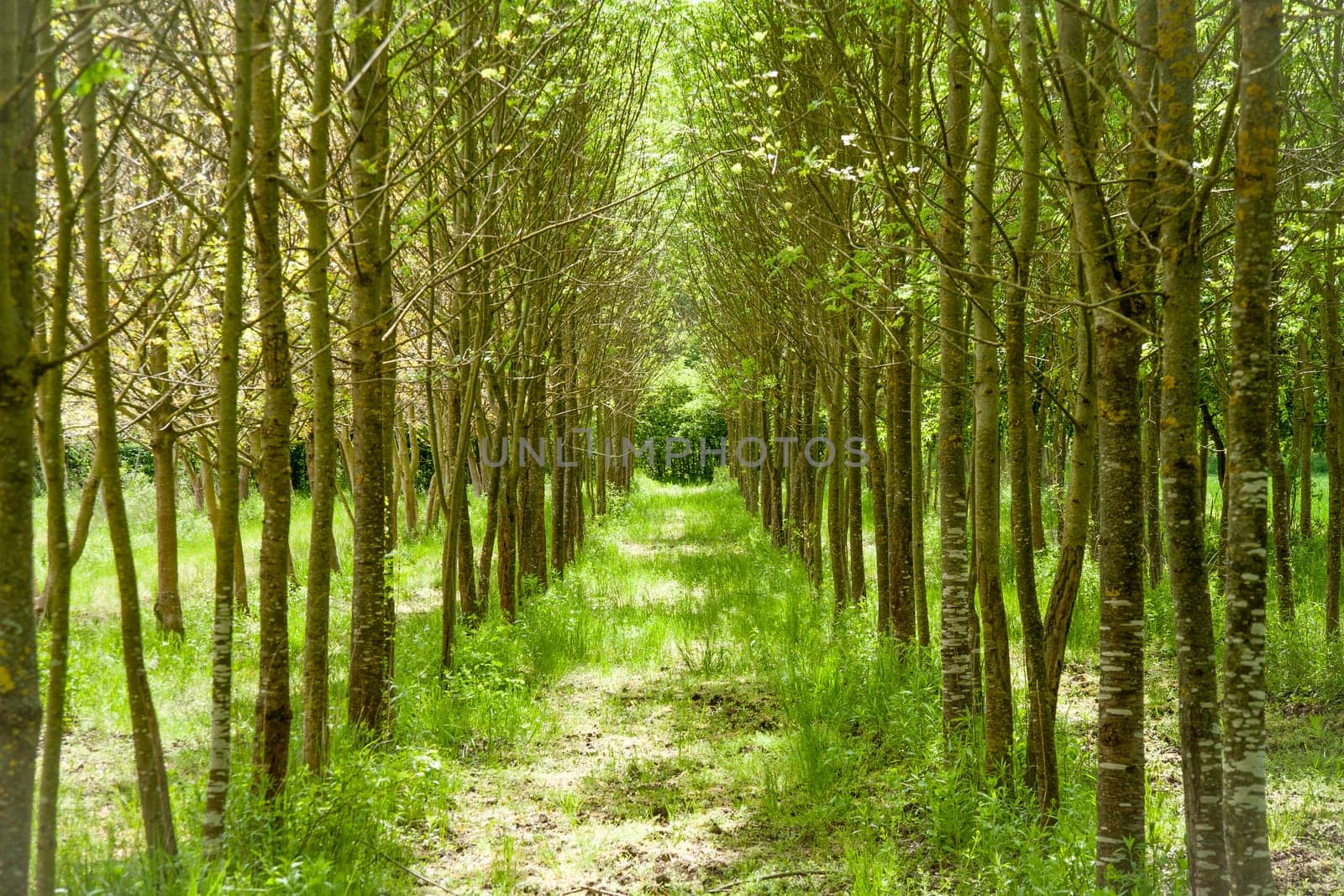 Beautiful green path through the tree line on the left and right. Sunny day..