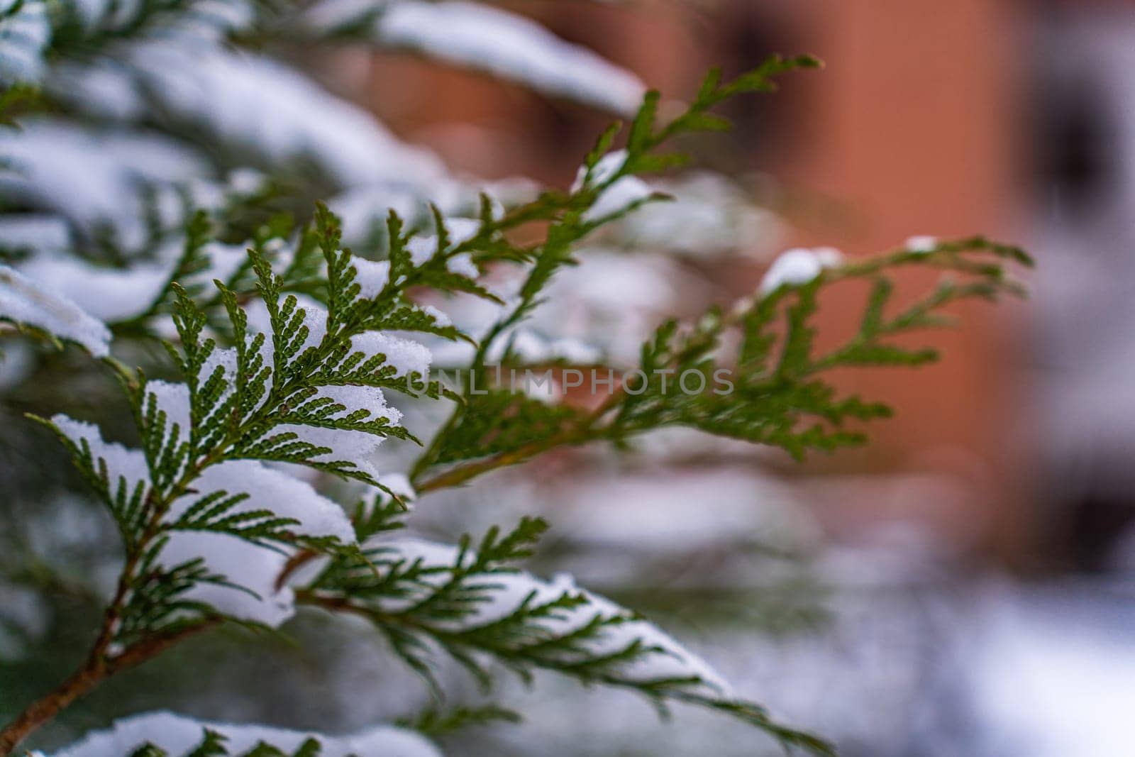 Focus in the foreground on a thuja branch covered in snow in winter, background blurred.