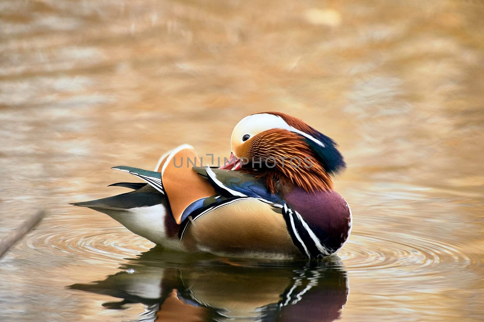 Mandarin duck swimming in a pond. High quality photo