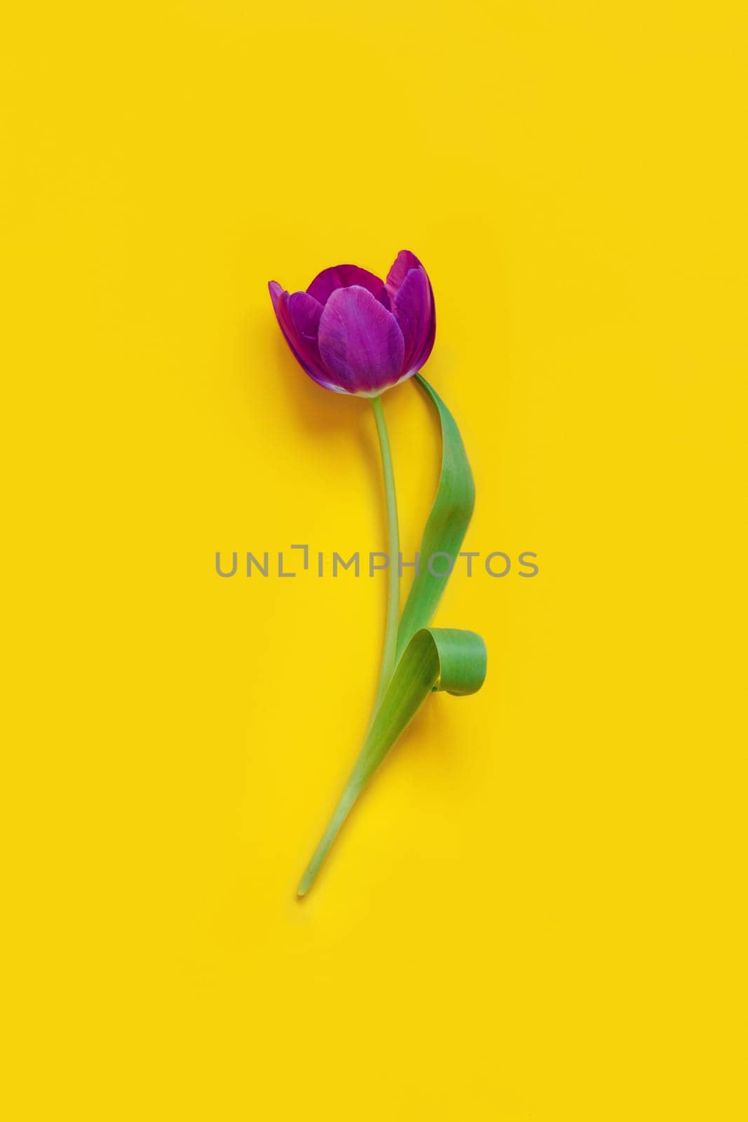 Purple tulip on yellow background top view with copy space. Bouquet of purple tulips close up. Romantic modern scene with spring flowers. Mother day, valentines day and spring concept