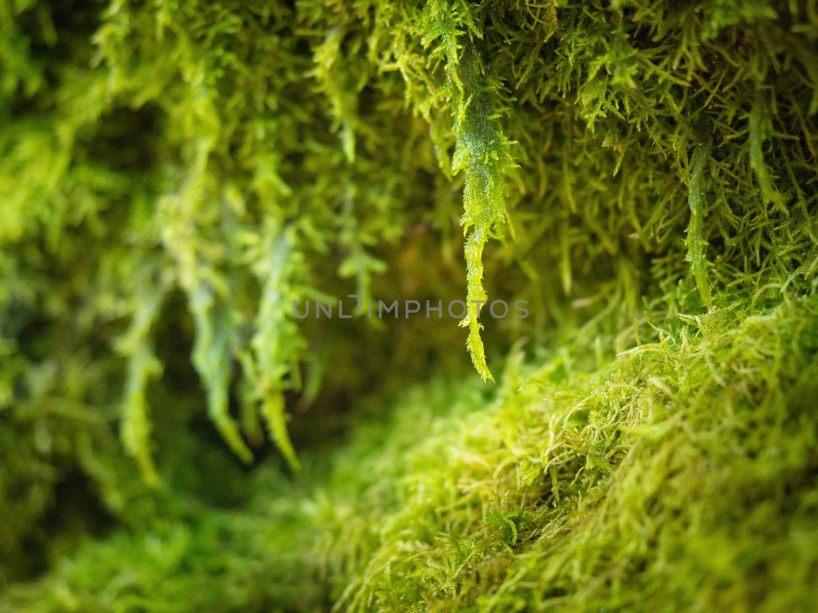 green moss macro texture