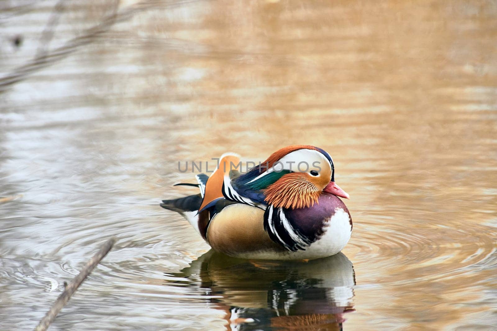 Mandarin duck swimming in a pond. High quality photo