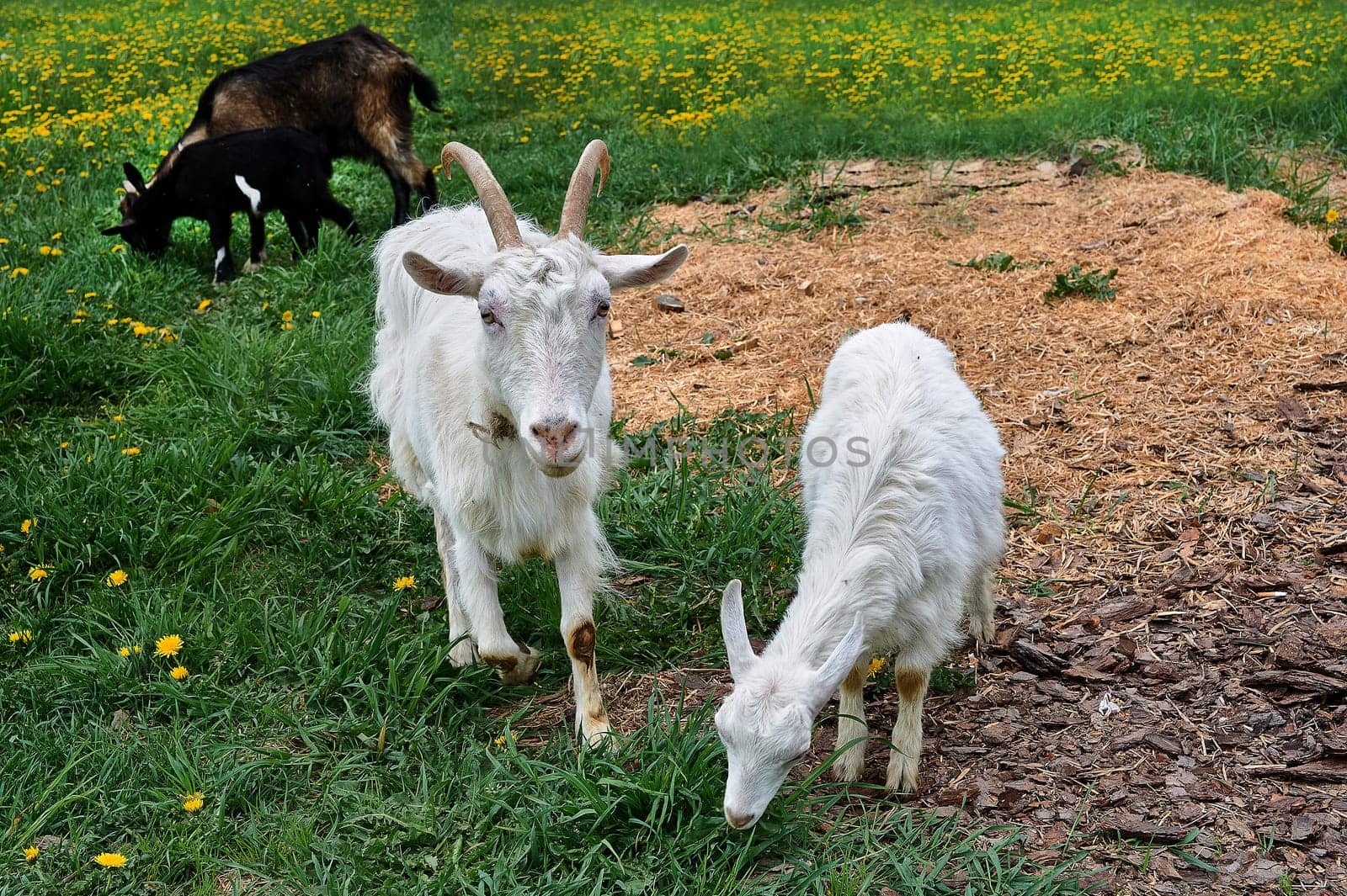 A herd of goats graze in a meadow in summer. High quality photo