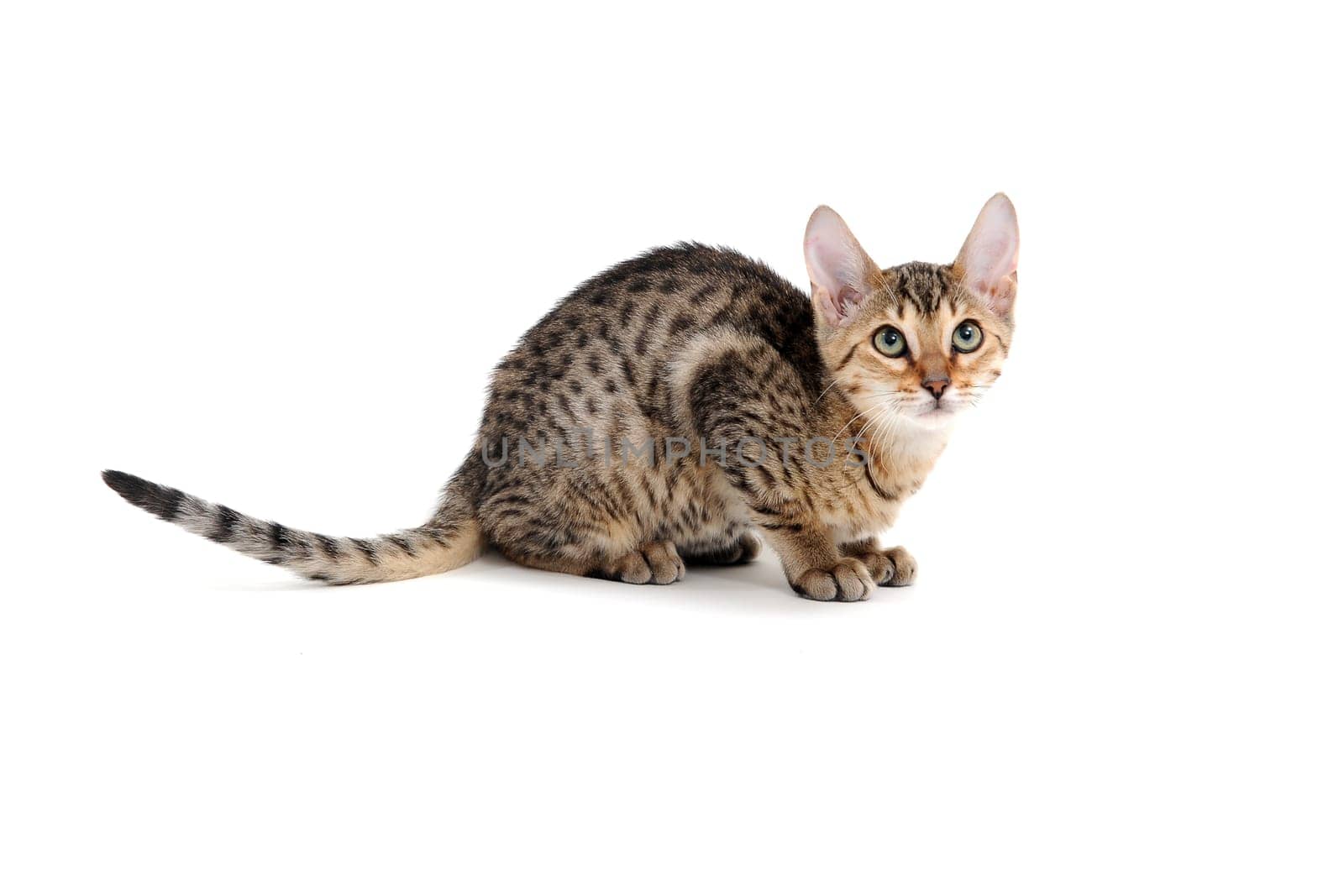 Purebred smooth-haired kitten on a white background. High quality photo