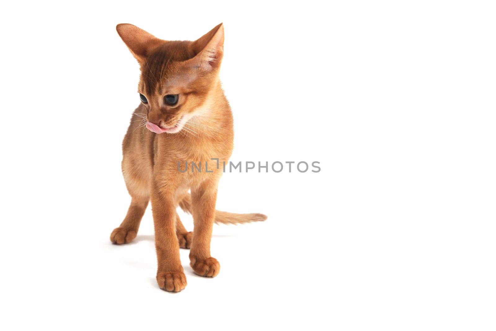 ginger purebred kitten on a white background. High quality photo