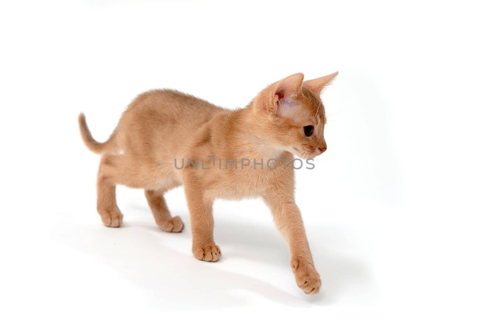 ginger purebred kitten on a white background. High quality photo