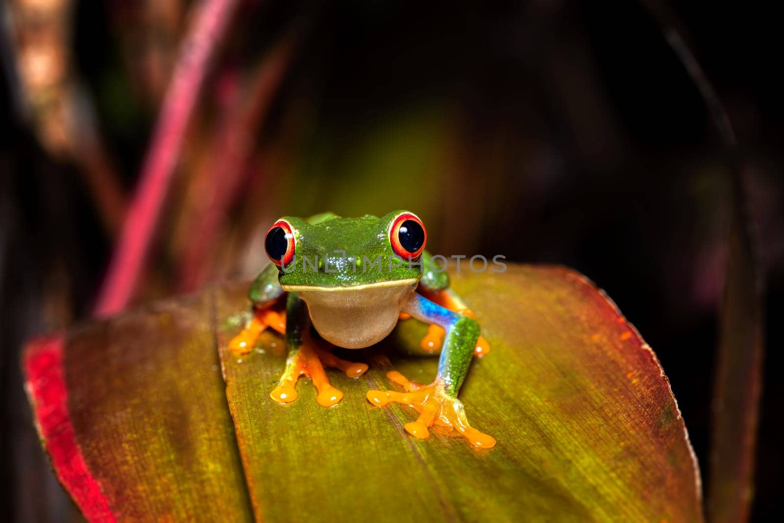 Red-eyed tree frog (Agalychnis callidryas), Beautiful iconic Green frog with red eyes sits on a red leaf in the tropics. Refugio de Vida Silvestre Cano Negro, Costa Rica wildlife.