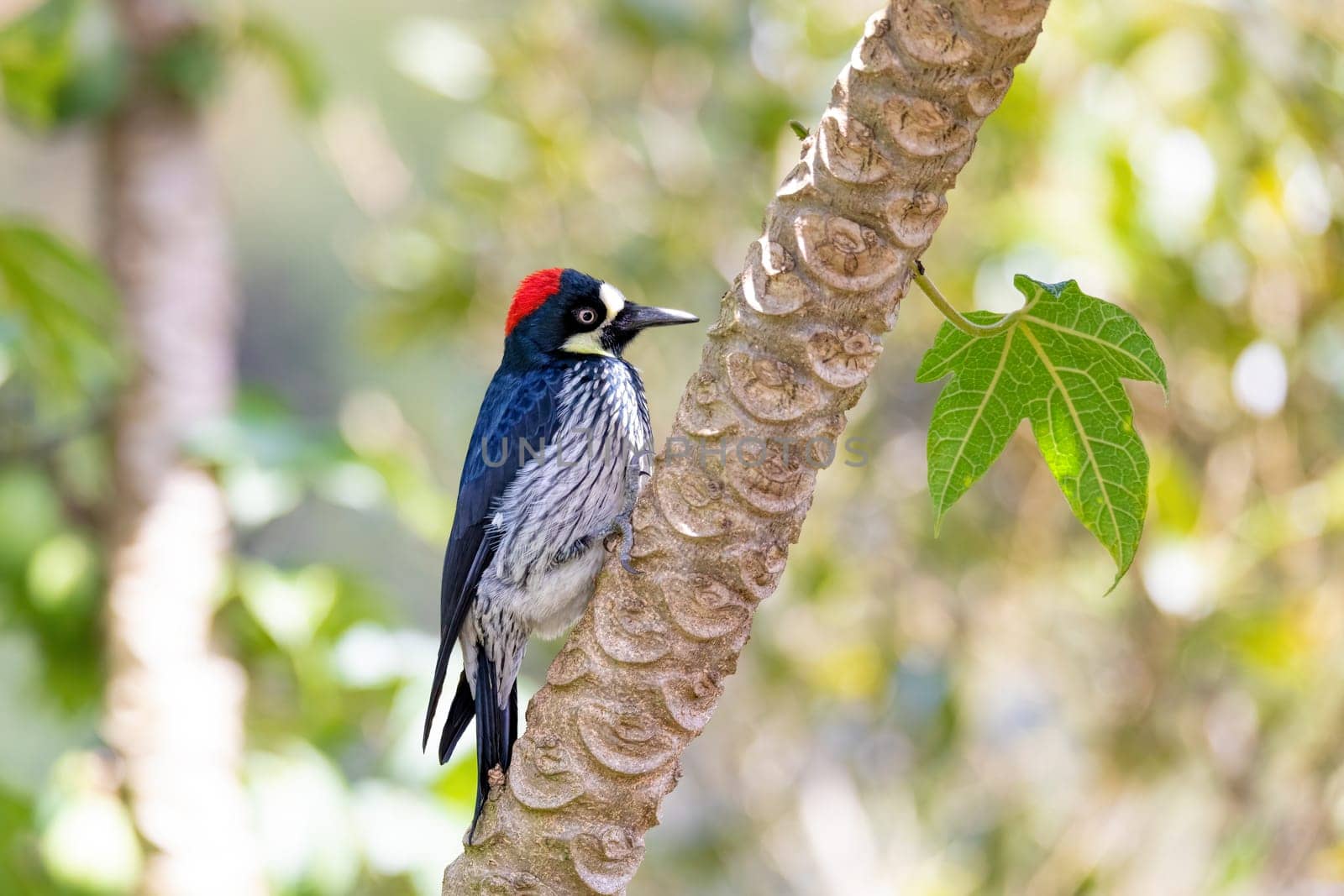 Acorn woodpecker (Melanerpes formicivorus) in natural habitat, San Gerardo de Dota, Wildlife and birdwatching in Costa Rica.