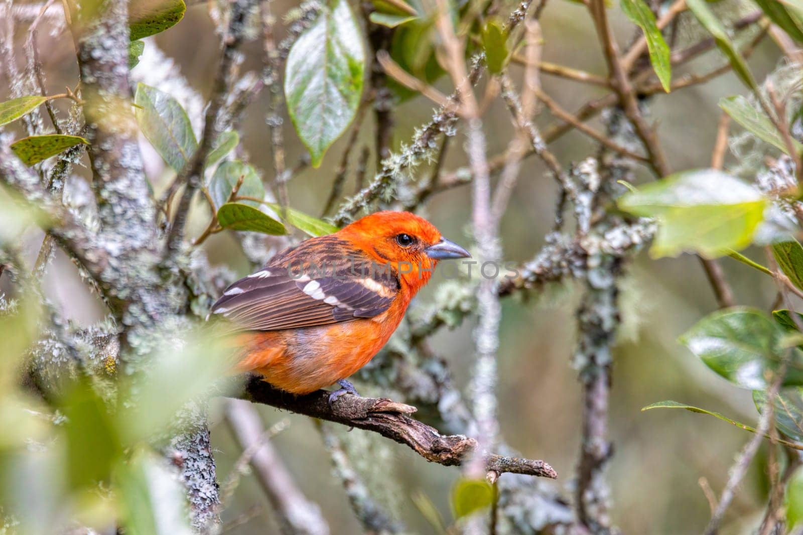 small bird Flame-colored Tanager (Piranga bidentata), male on a branch in San Gerardo de Dota, Wildlife and birdwatching in Costa Rica.