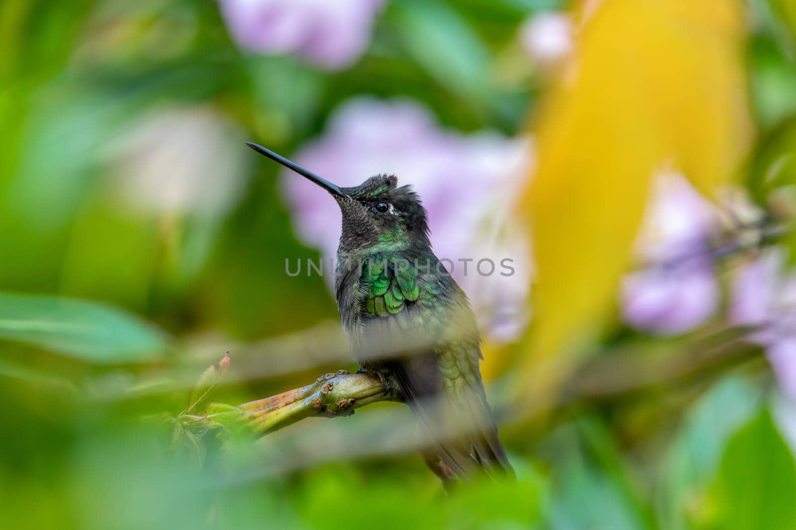 violet-headed hummingbird (Klais guimeti) Beautiful bird at San Gerardo de Dota, Wildlife and birdwatching in Costa Rica.