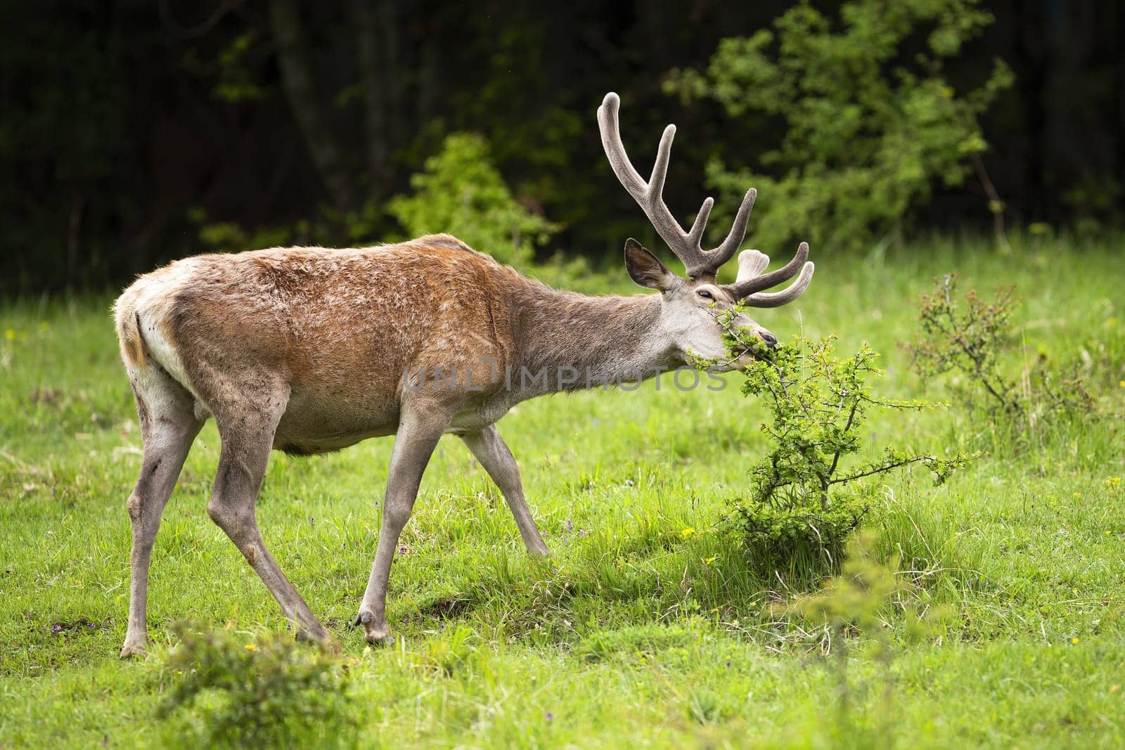 Calm red deer, cervus elaphus, eating bush on meadow during the summer. Majestic ruminate with antlers in velvet eating leaf from side view. Wild animal in nature.