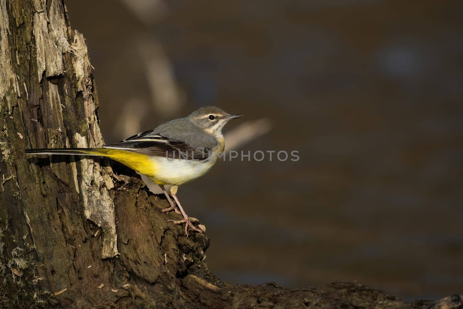 Grey wagtail, motacilla cinerea, sitting on trunk next to water with copyspace. Small grey bird with yellow belly looking on shore. Little color animal looking on wood with space for text.