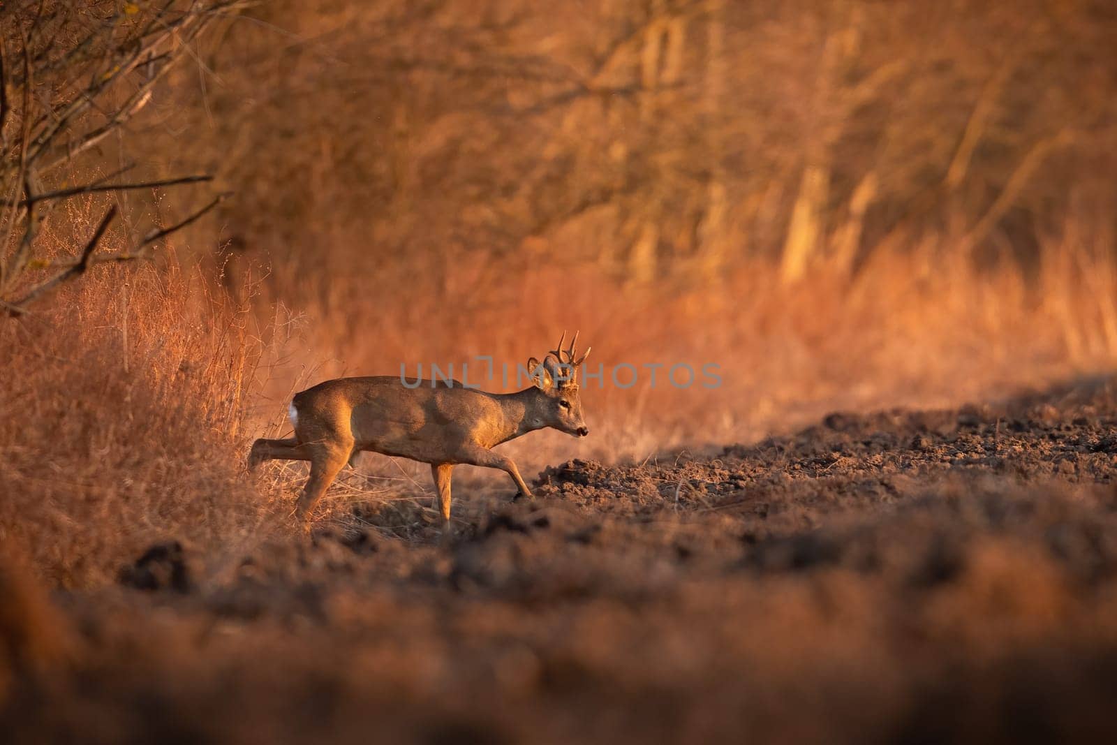roe deer, capreolus capreolus, walking on plowed field in evening golden hour. Male mammal coming out on glade in spring sunset. Antlered buck moving on farmland with copy space.