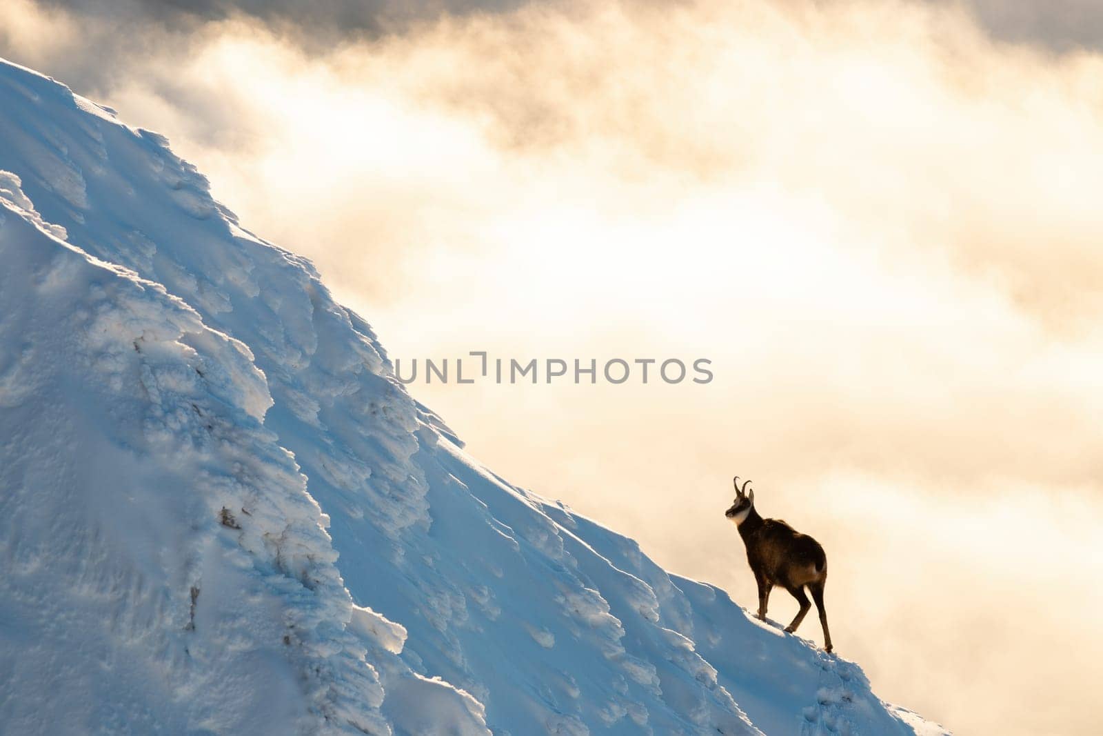 tatra chamois, rupicapra rupicapra tatrica, moving on ice in winter scenery. Wild goat walking on snowy slope in clouds. Apline animal with horns in white mountains of High Tatras national park.