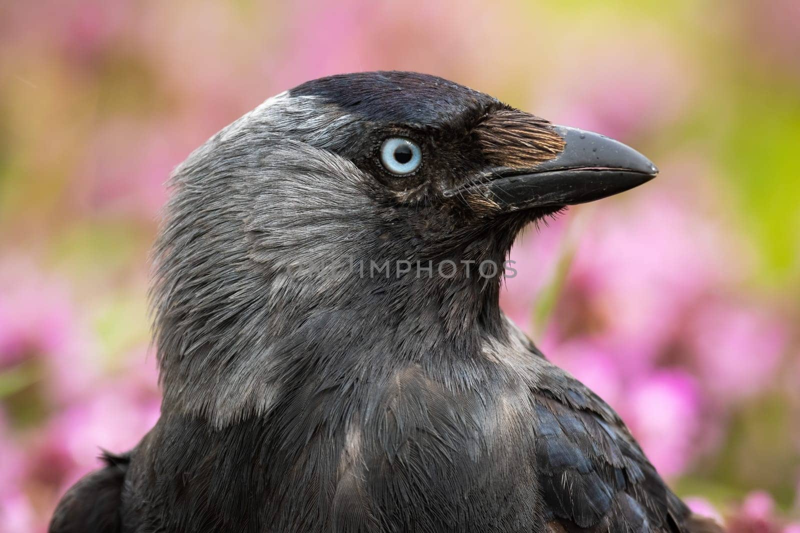 Western jackdaw, coloeus monedula, looking in wildflowers in close-up. Dark bird with blue eye staring in blooming flowers in summer. Black feathered animal observing on glade in detail.
