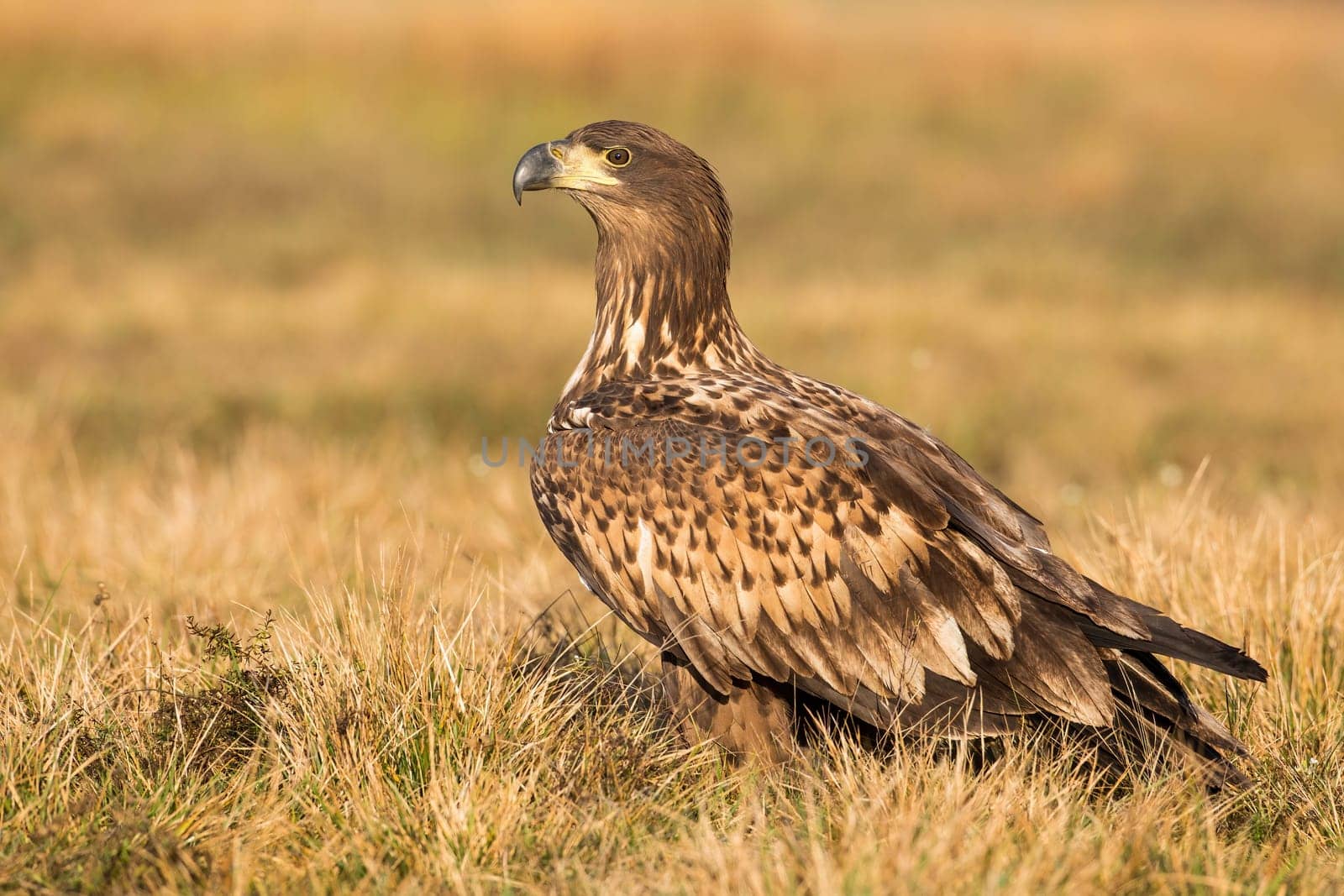 White-tailed eagle, haliaeetus albicilla, sitting on ground in autumn nature. Bird of prey resting on dry grassland in fall. Feathered predator observing on field form side.