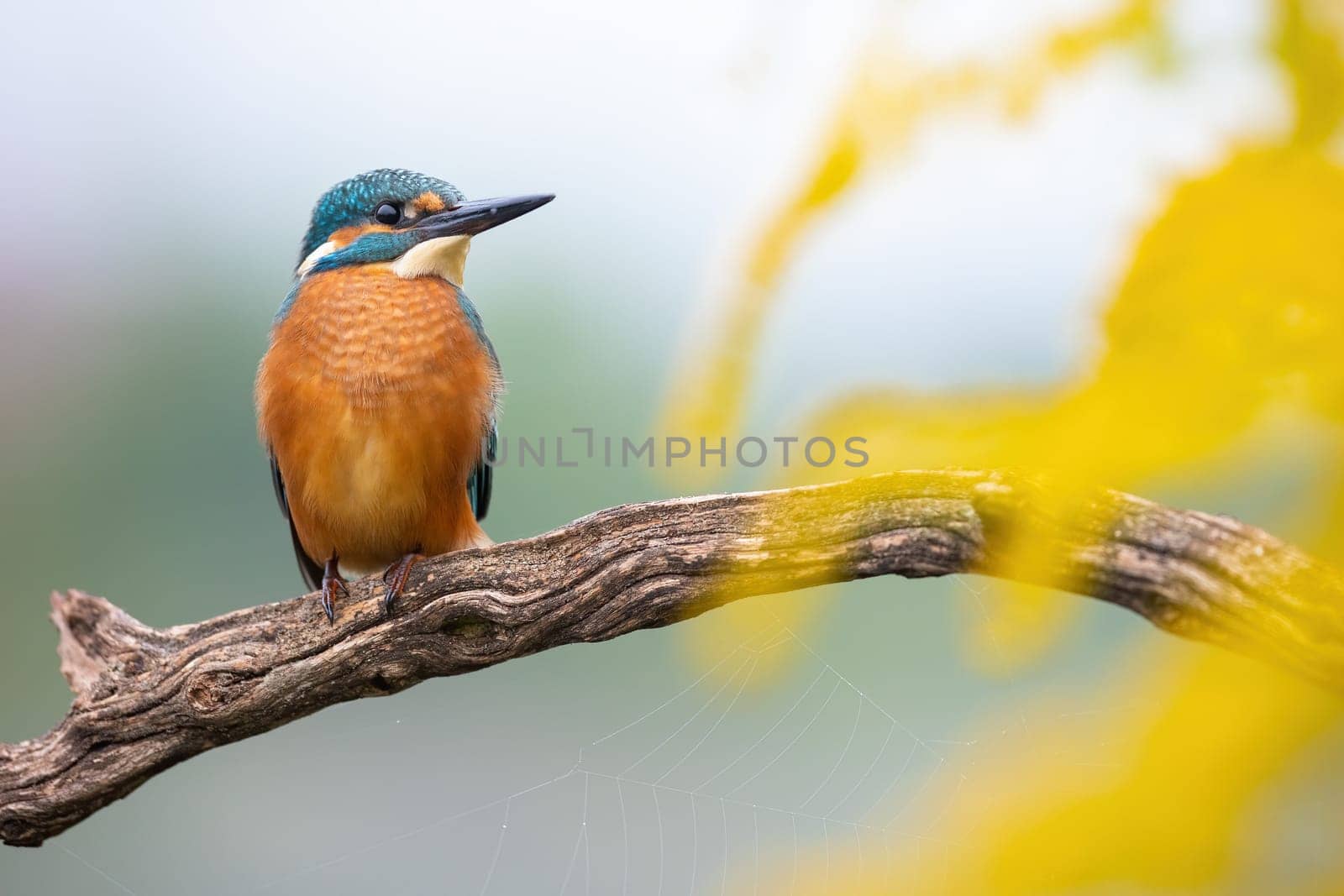 Beautiful common kingfisher, alcedo atthis, perched on branch in autumn season. Interested wild bird looking into camera in yellow flowers. Animal wildlife in nature.