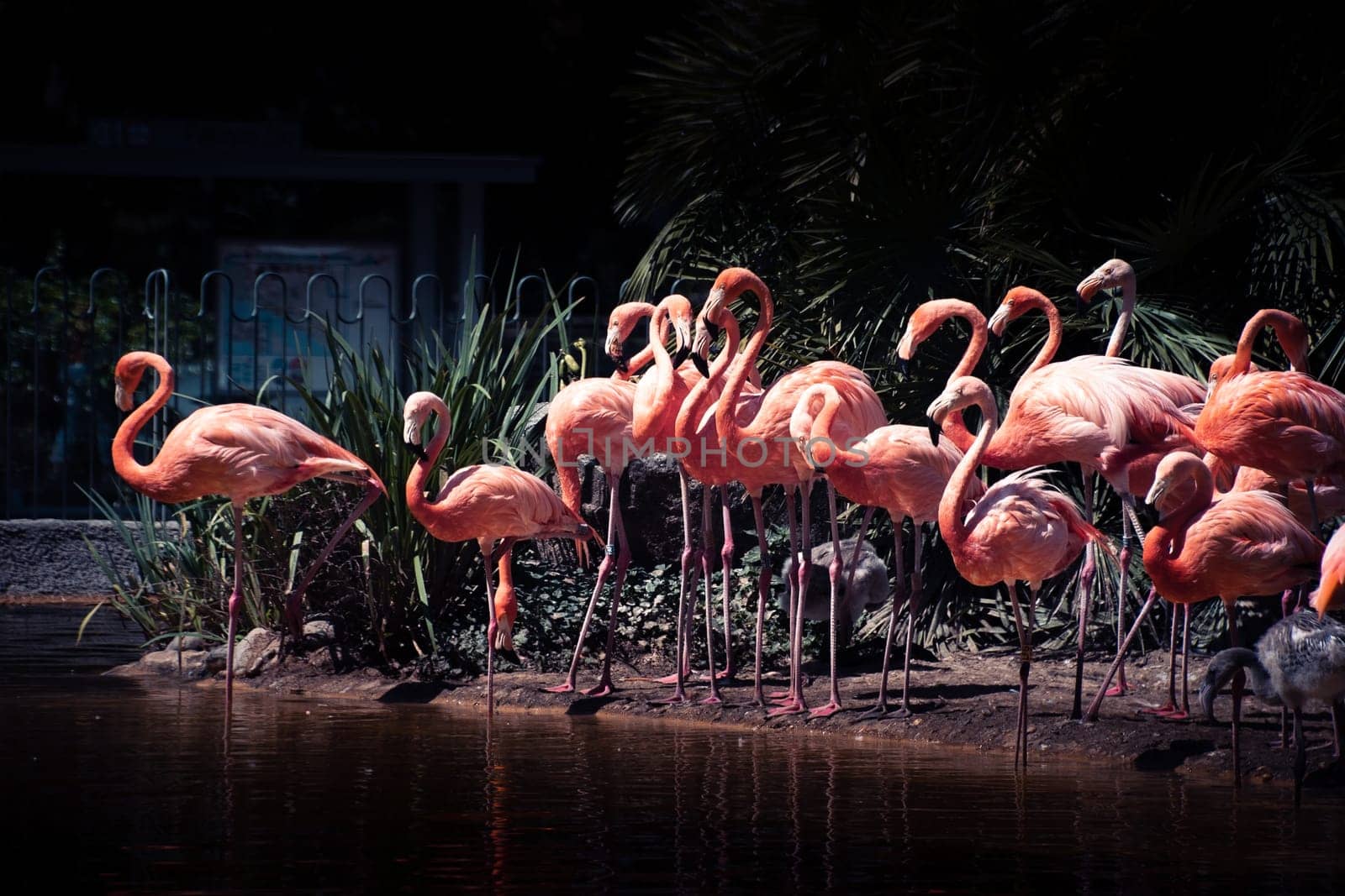 Flamand rose Palmyre zoo in Les Mathes France