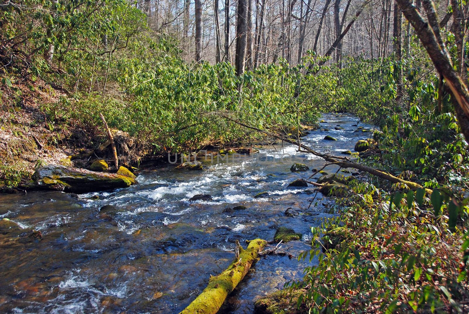 Rhododendrons Along a Mountain Stream in The Great Smoky Mountains in North Carolina