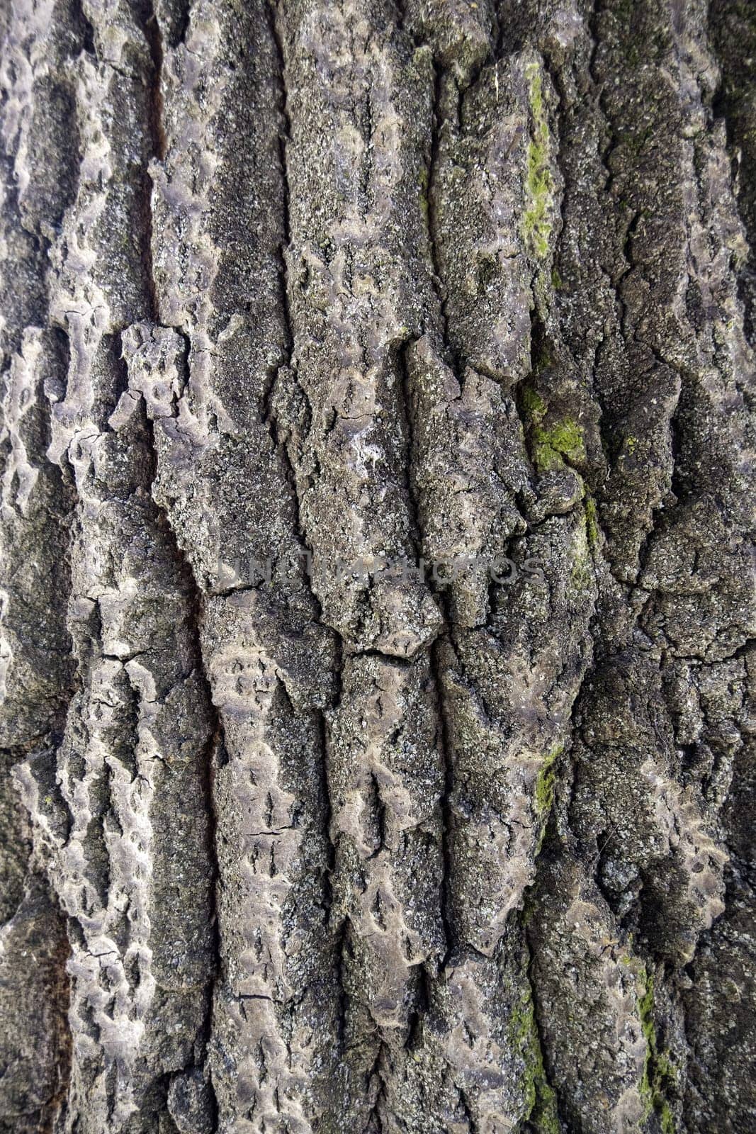 Detail of old rough and embossed tree bark, nature