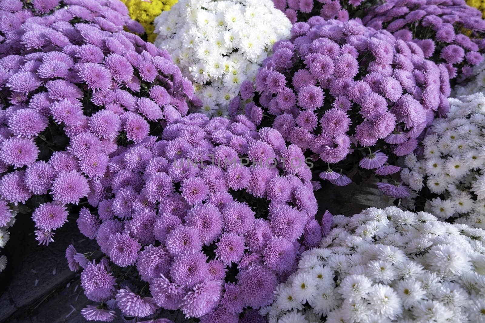 Detail of flowers to remember the dead