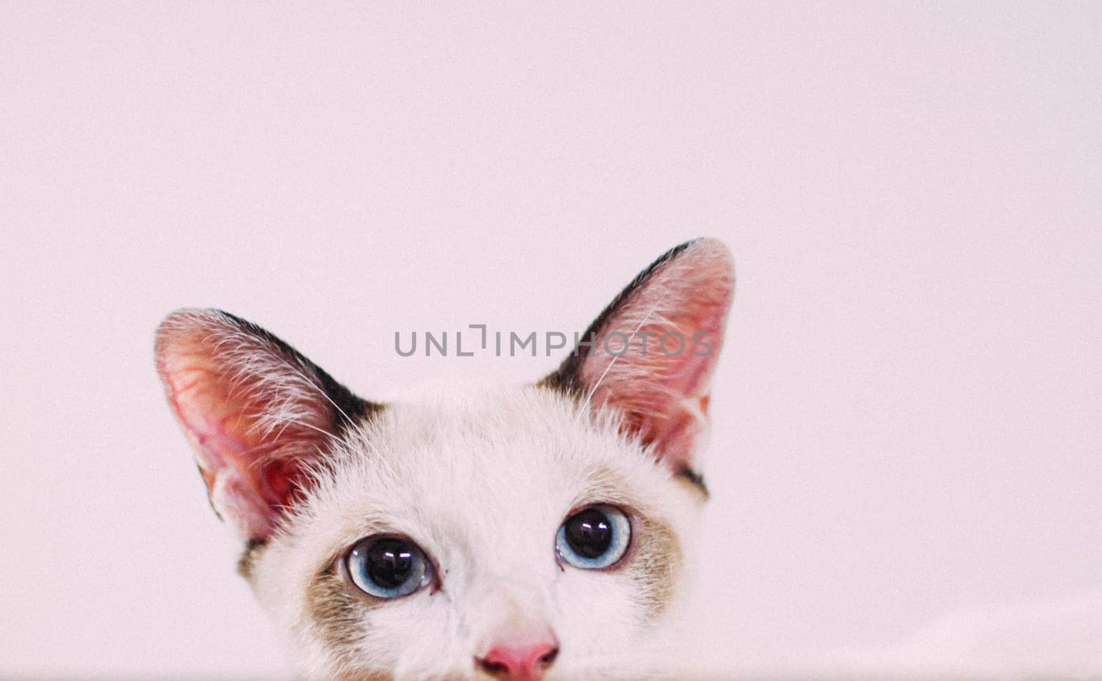 Closeup Shot Of A cute Cat sitting In A Cardboard Box On A White wall