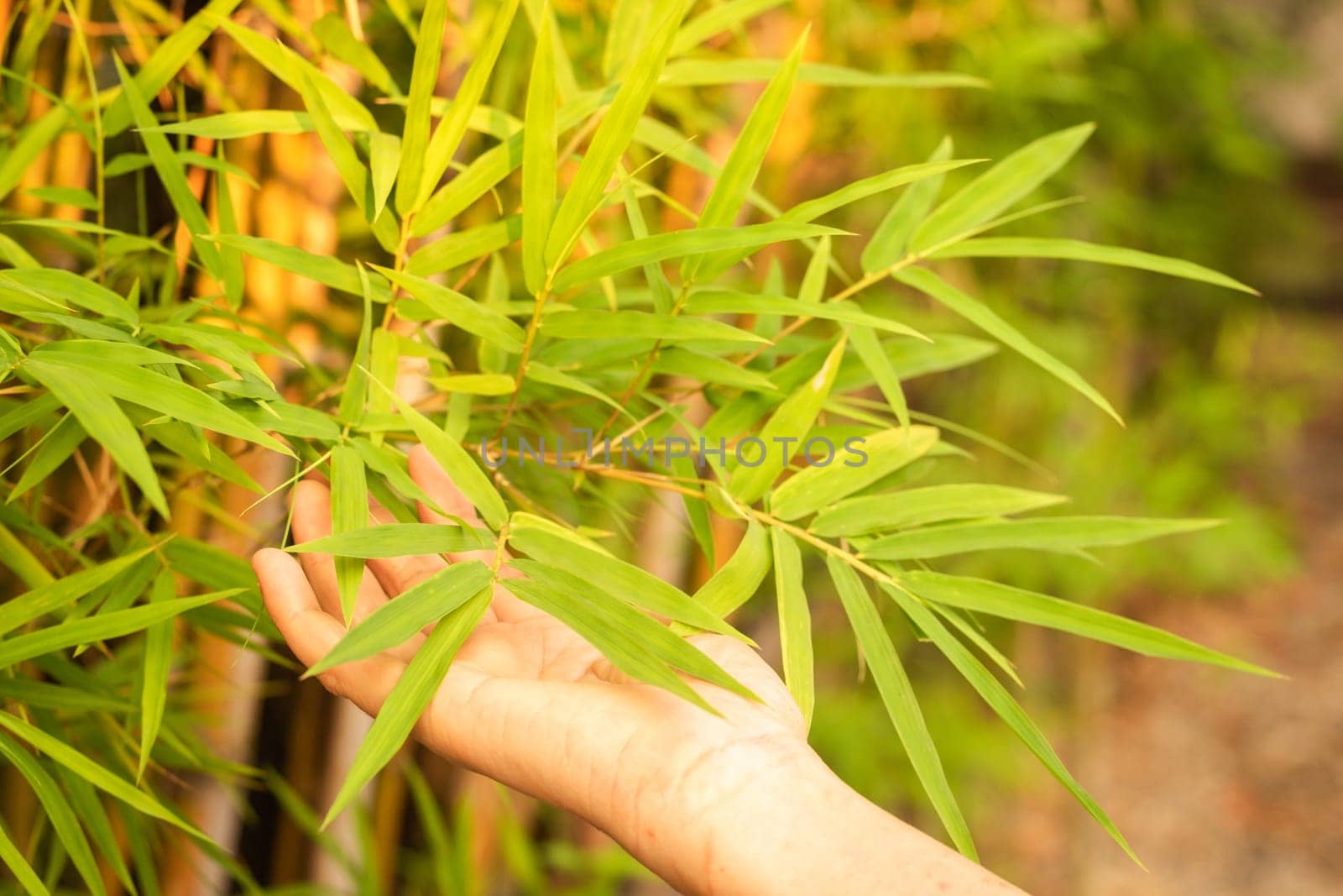 Woman hand touching bamboo leaves in morning sunlight nature background.