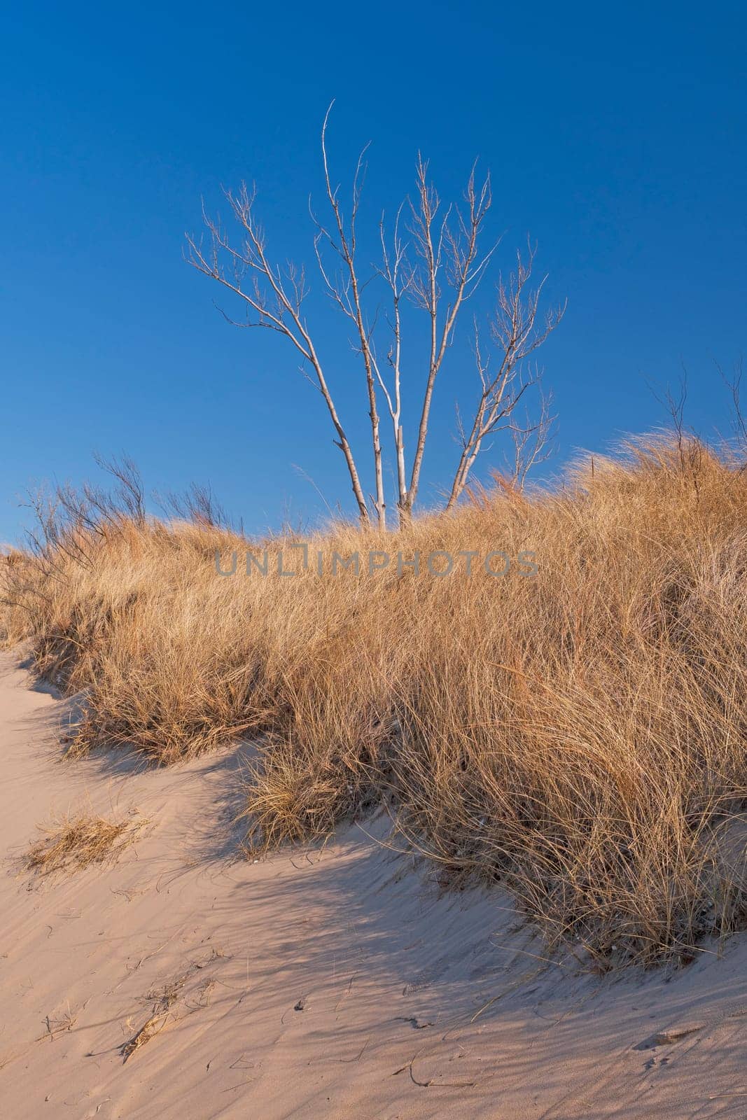 Young Tree Shooting Up Over the Sand Dunes and Grasses in Indiana Dunes National Park in Indiana