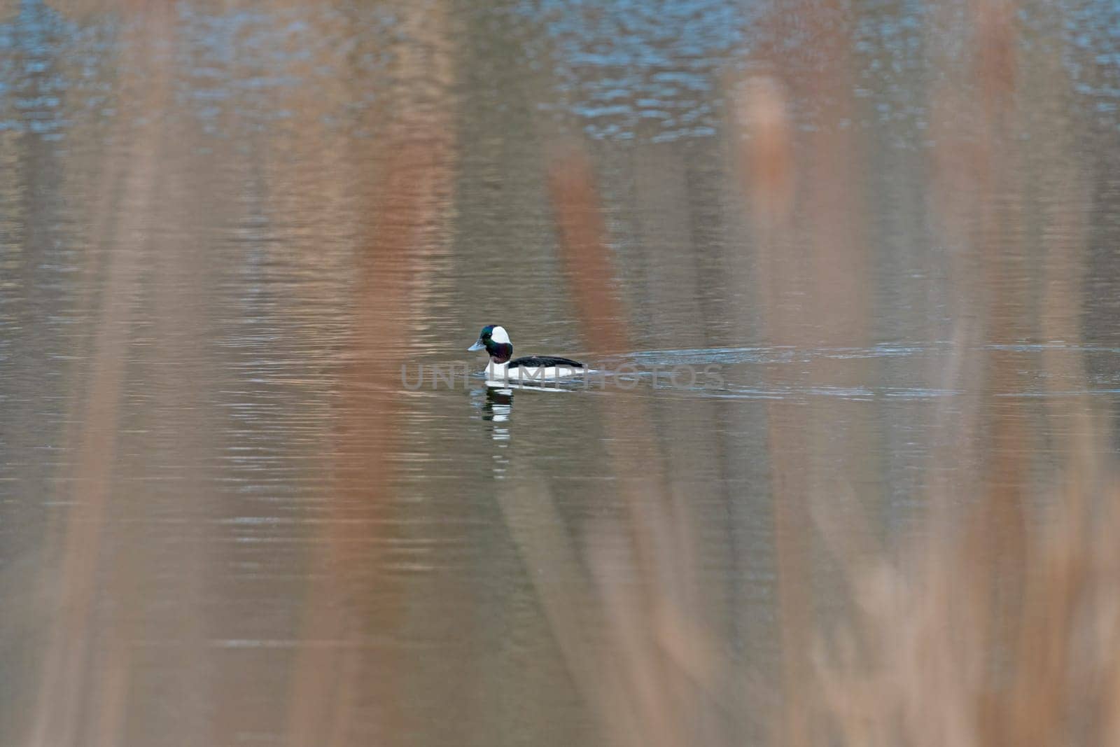 A Bufflehead Swimming in a Wetland Pond in Crabtree Nature Center in Illinois