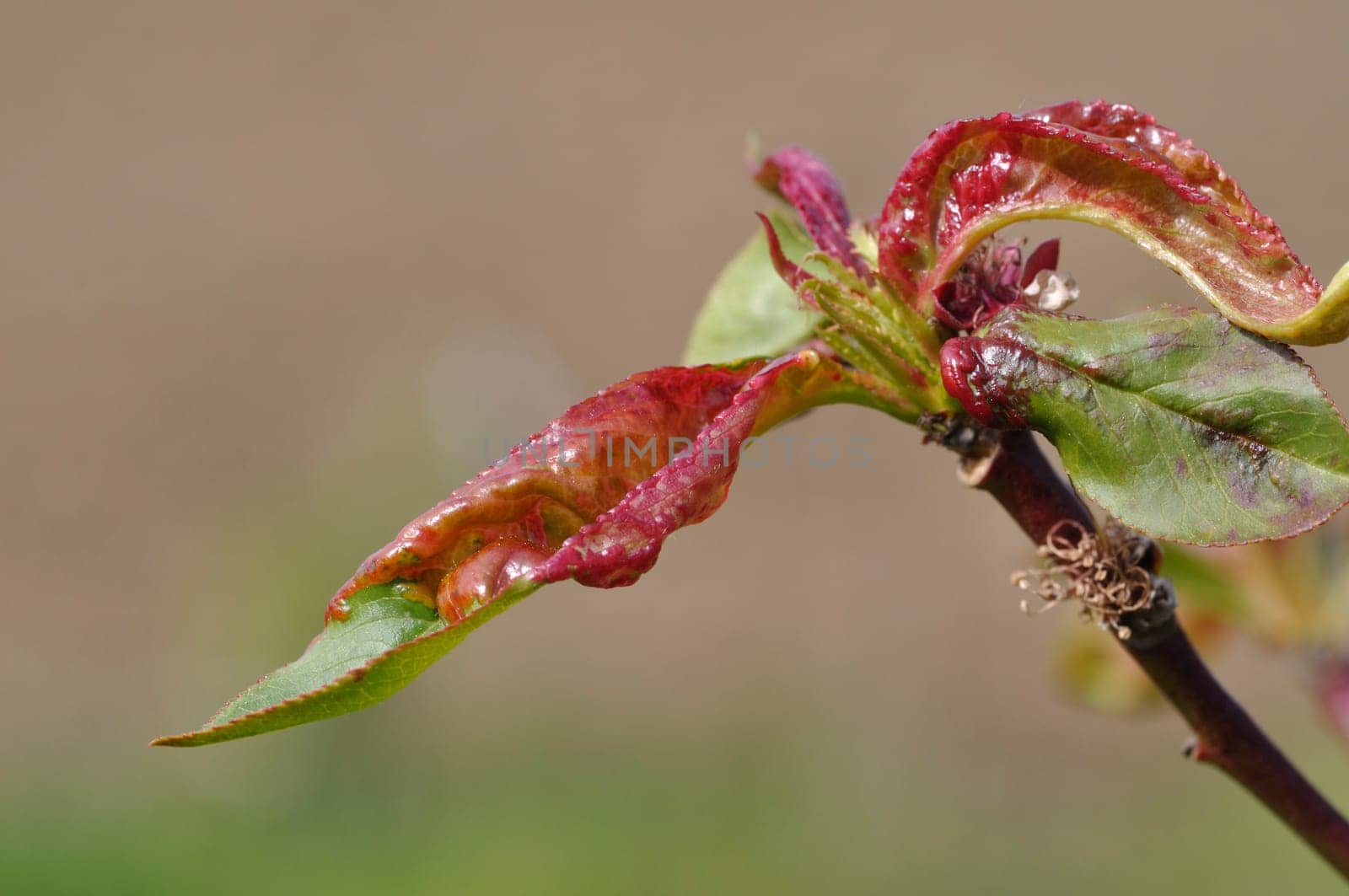 peach blister on a nectarine tree