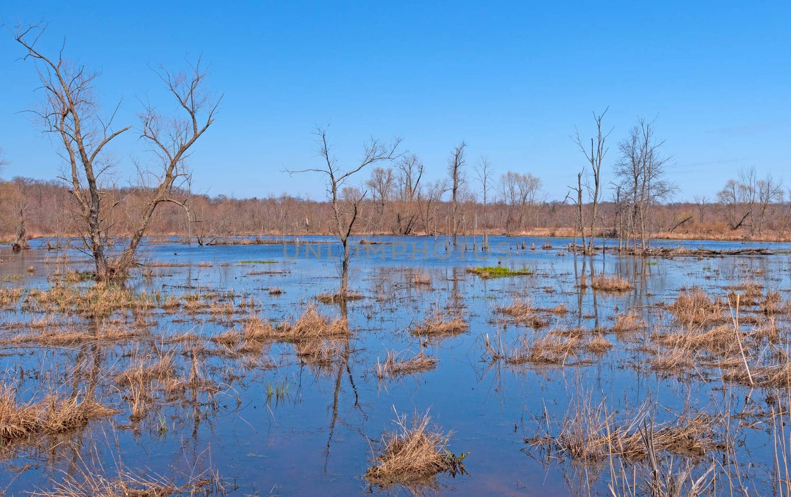 Wetland Pond on an Early Spring Morning in Indiana Dunes National Park in Indiana