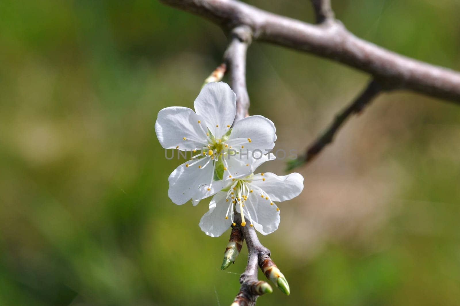 Cherry blossoms in a garden