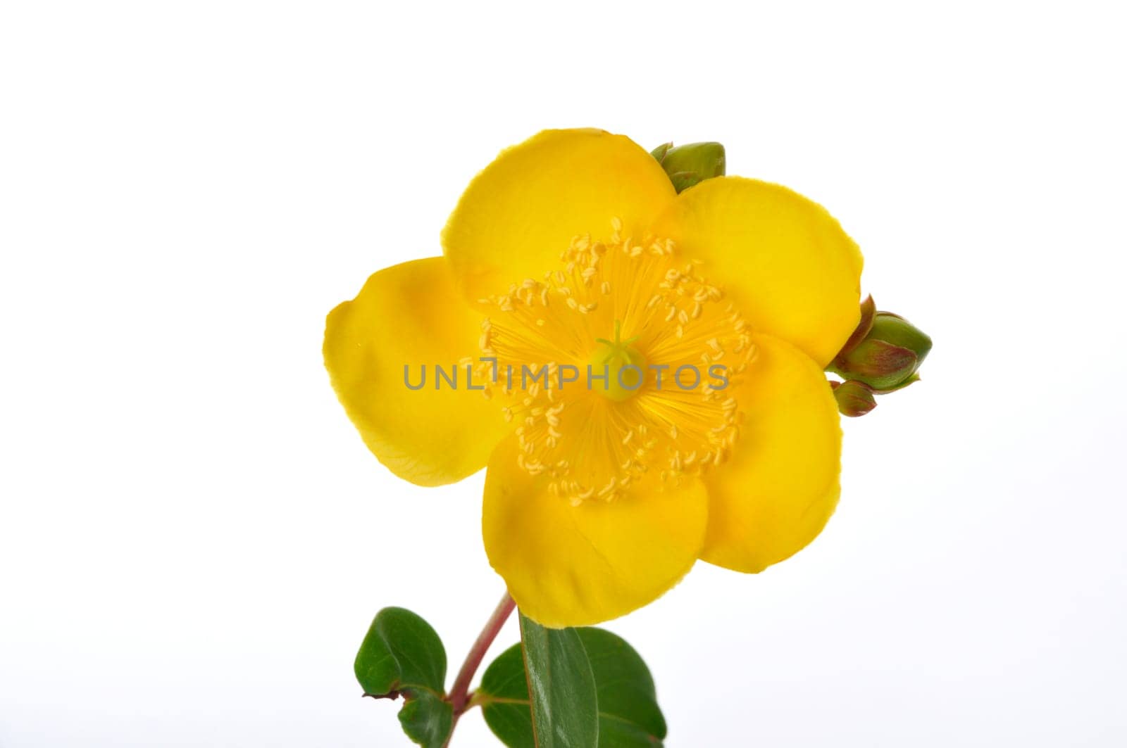 Ornamental St. John's Wort on a white background