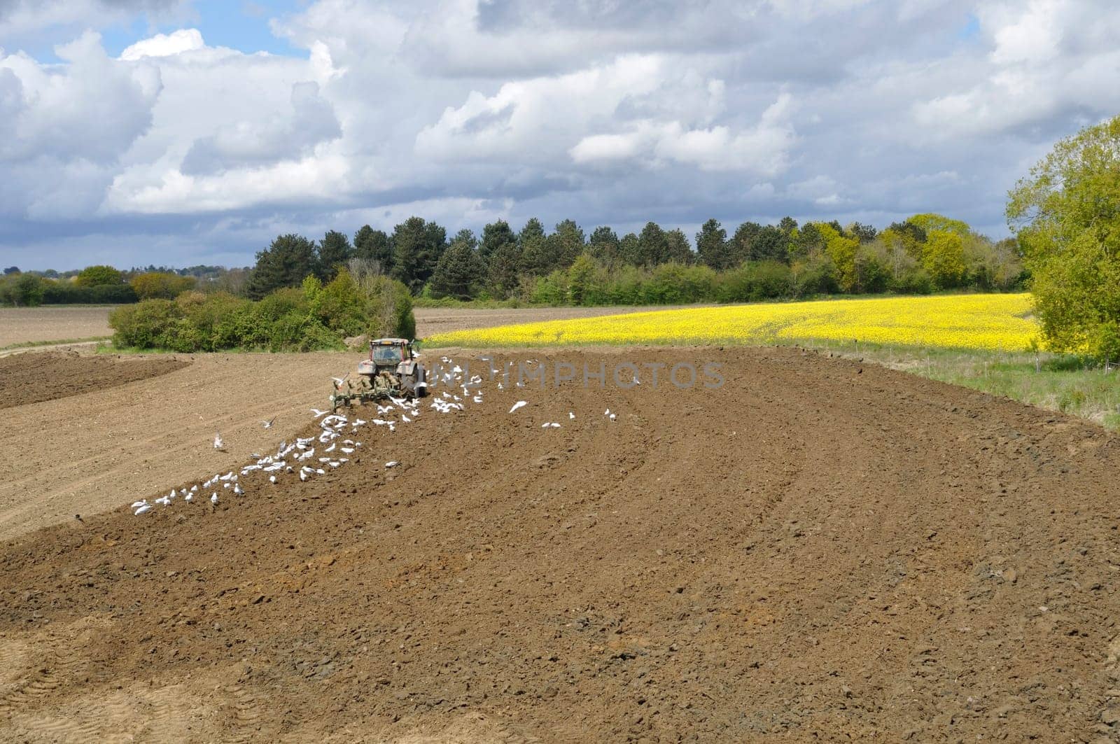 Plow tractor surrounded by seagulls