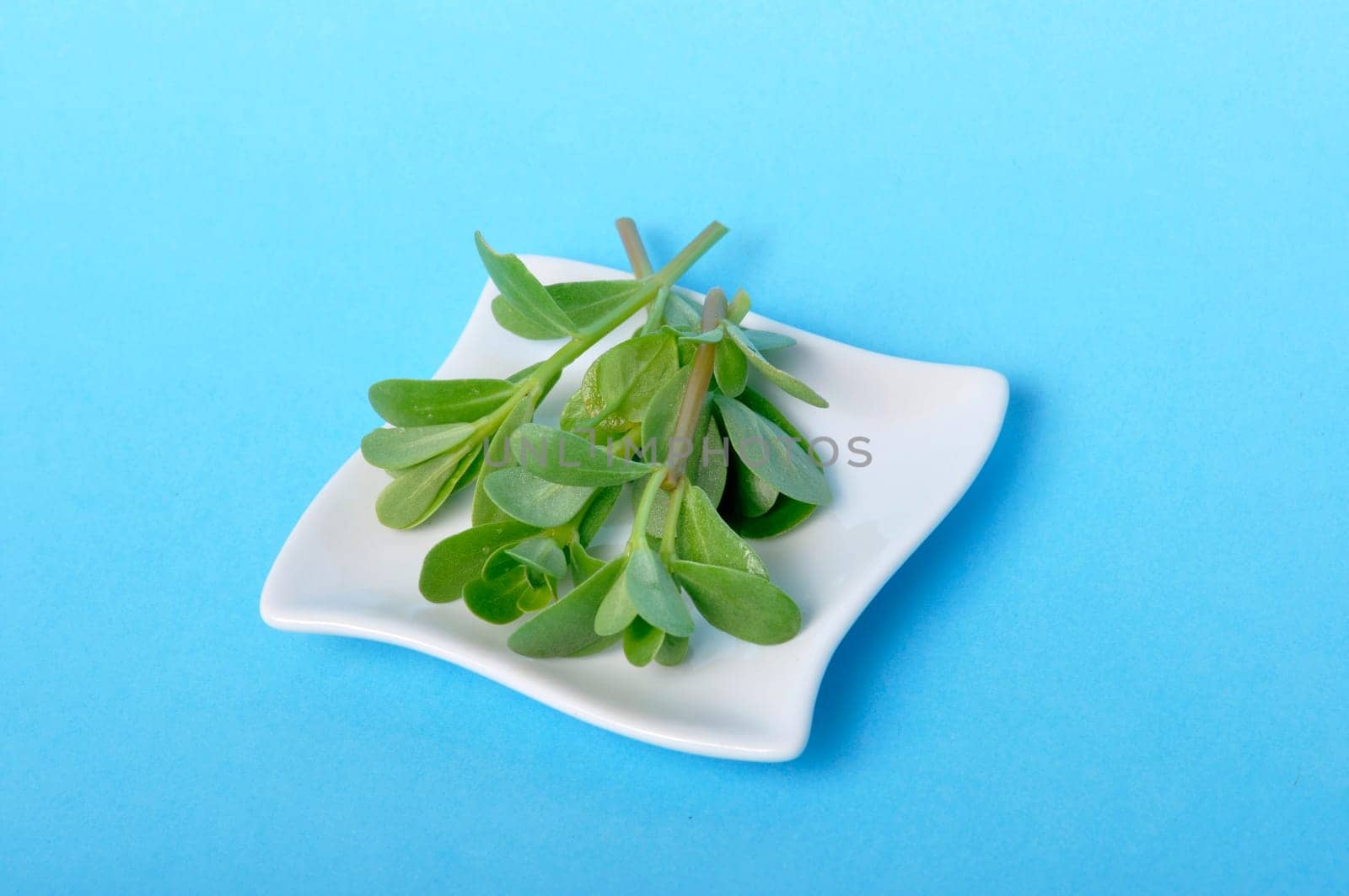 purslane in a saucer on a blue background