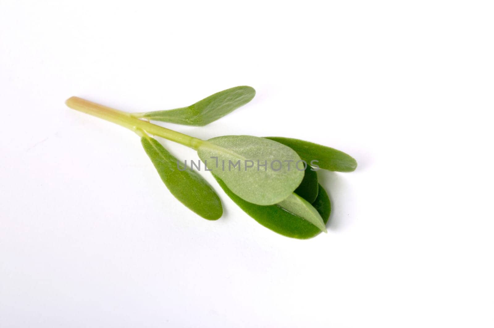 purslane on a white background