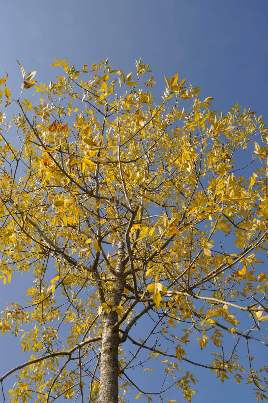 Tree in autumn colors in Normandy