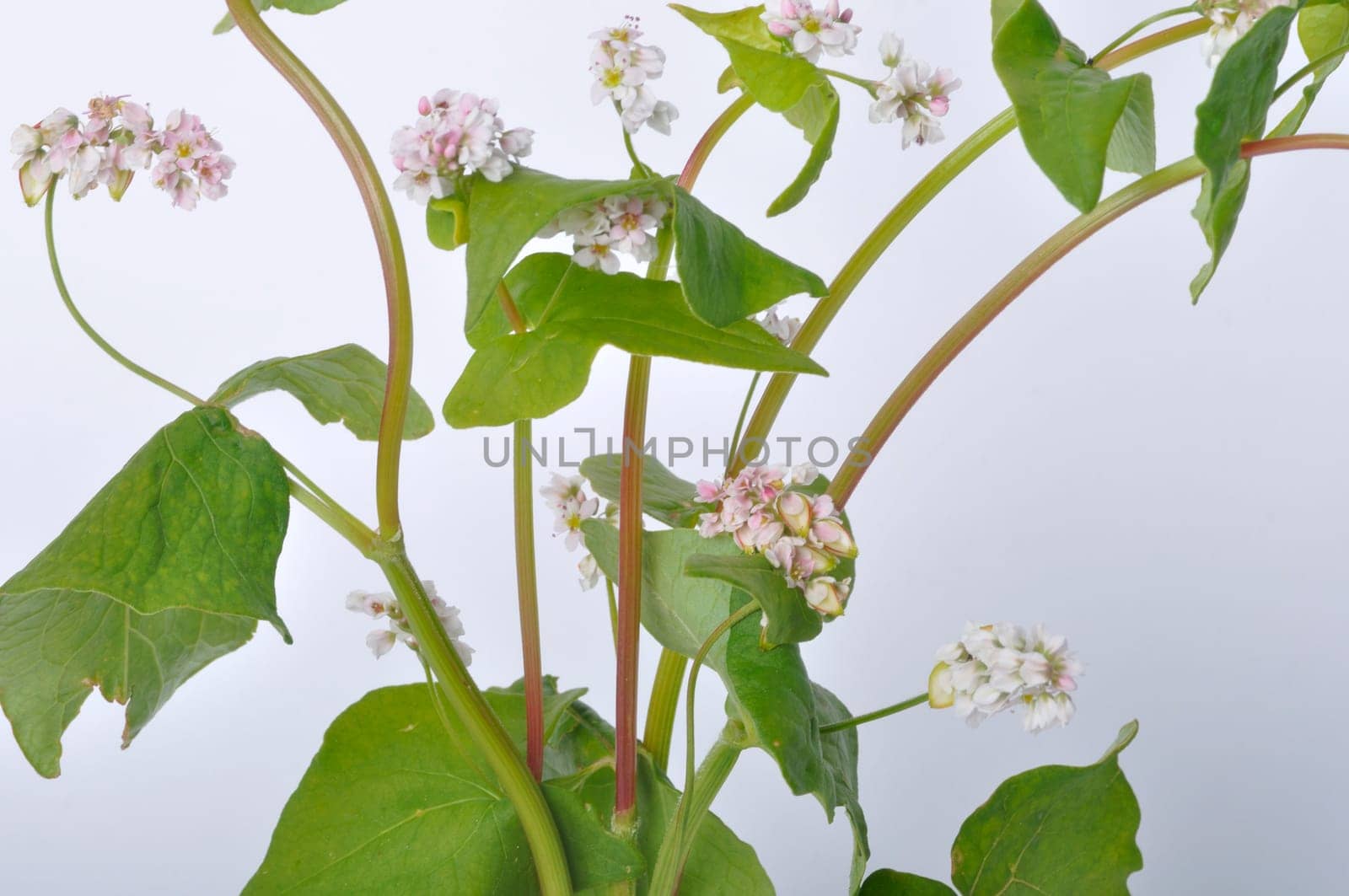 buckwheat flowers on a white background