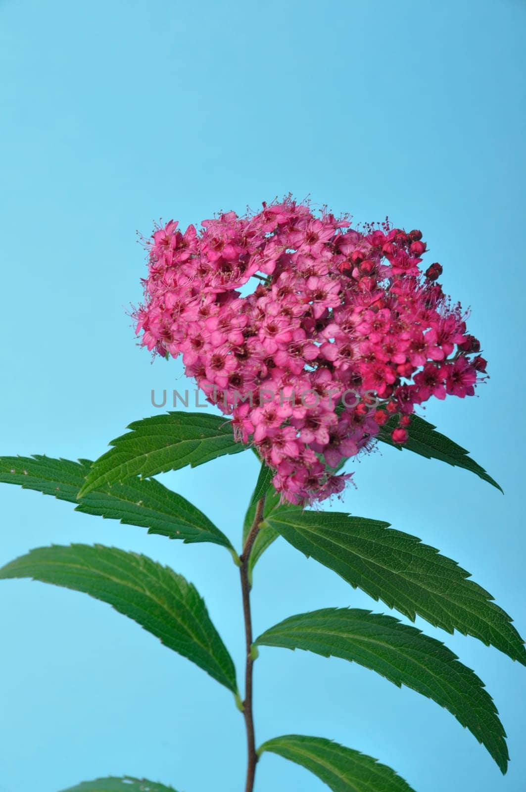 A bungei clerodendron studio shot