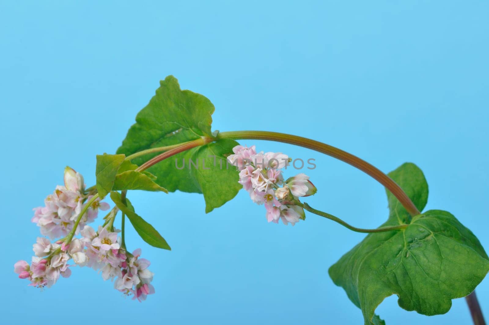 buckwheat flowers on a blue background