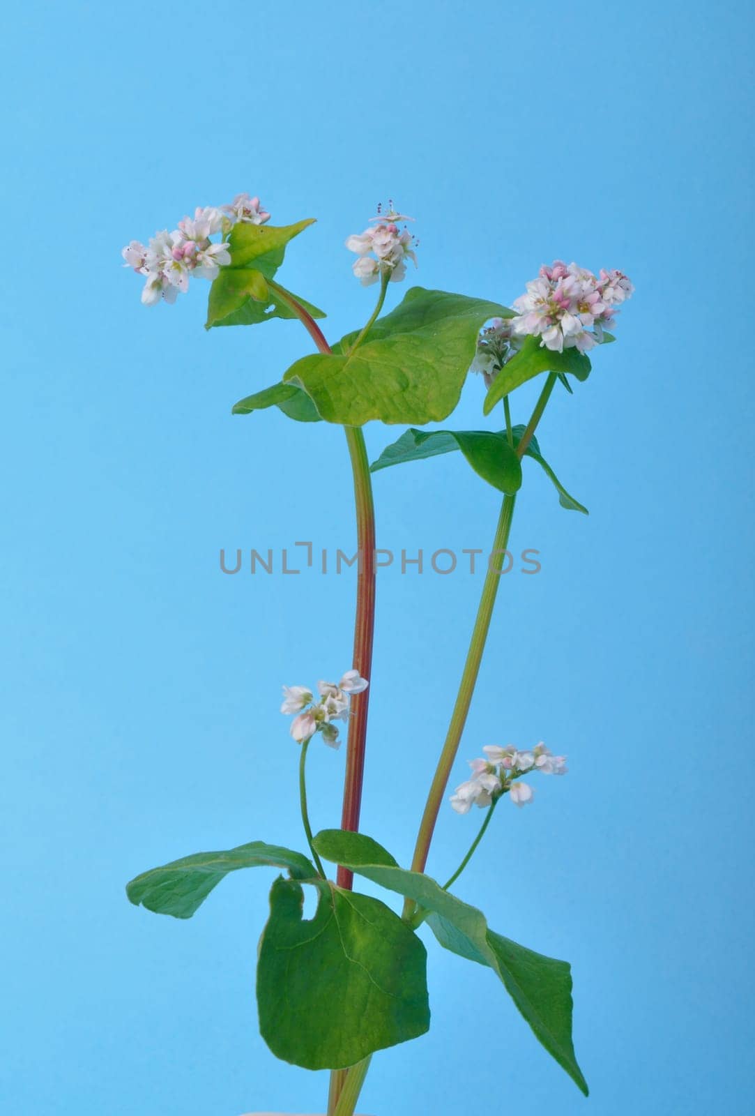 buckwheat flowers on a blue background