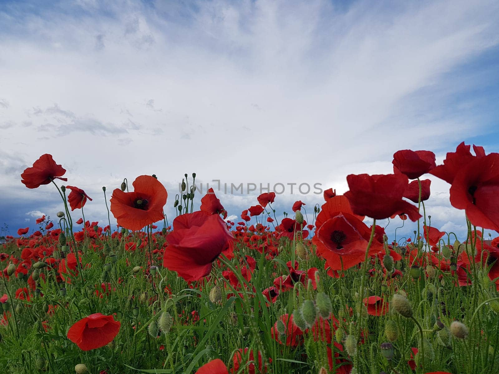 A field of red poppies. Blue sky and green field full of red poppies.
