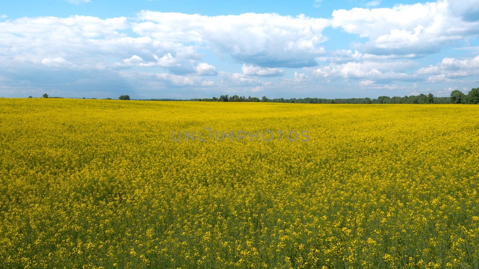 A vast field with yellow flowers and a cloudy sky