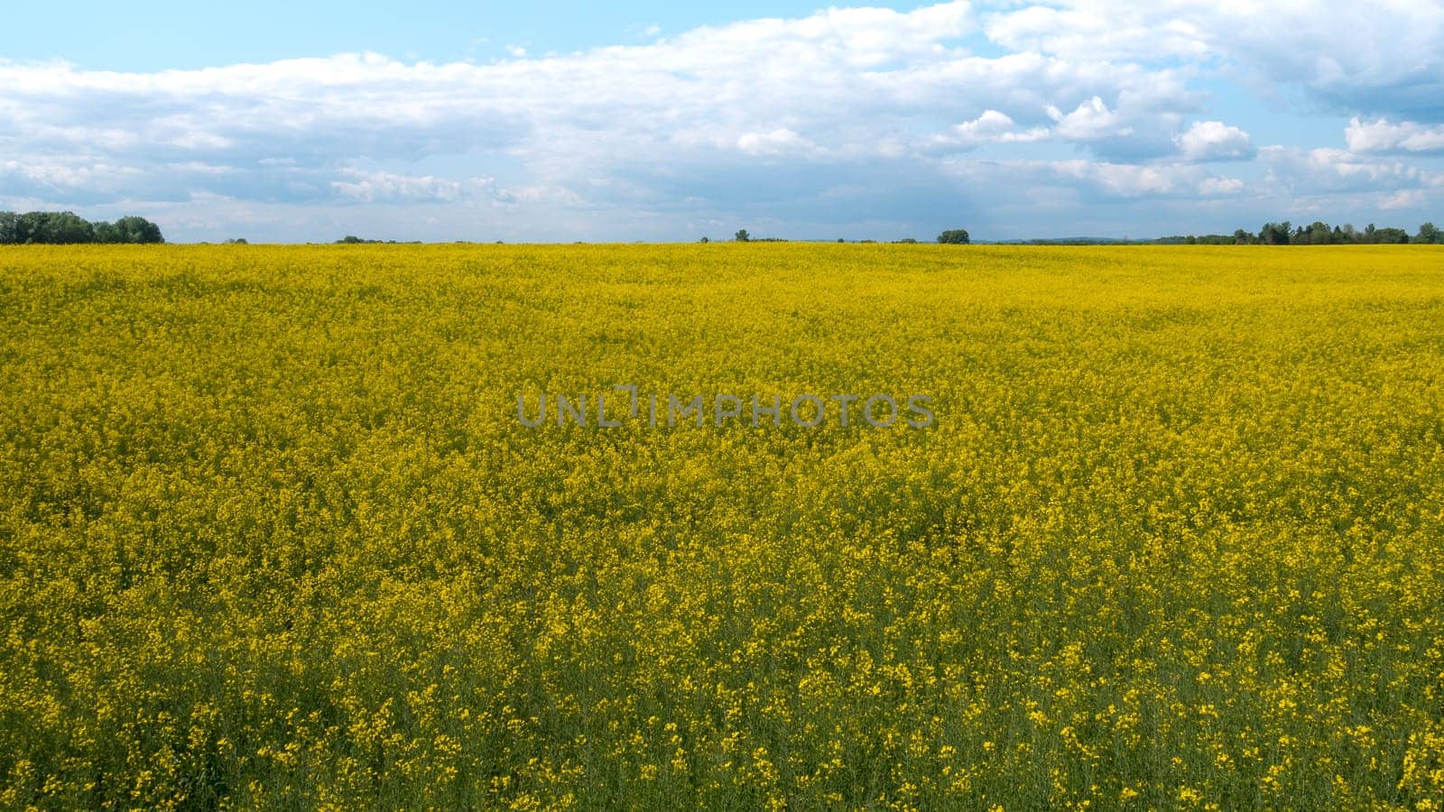 A vast field with yellow flowers and a cloudy sky