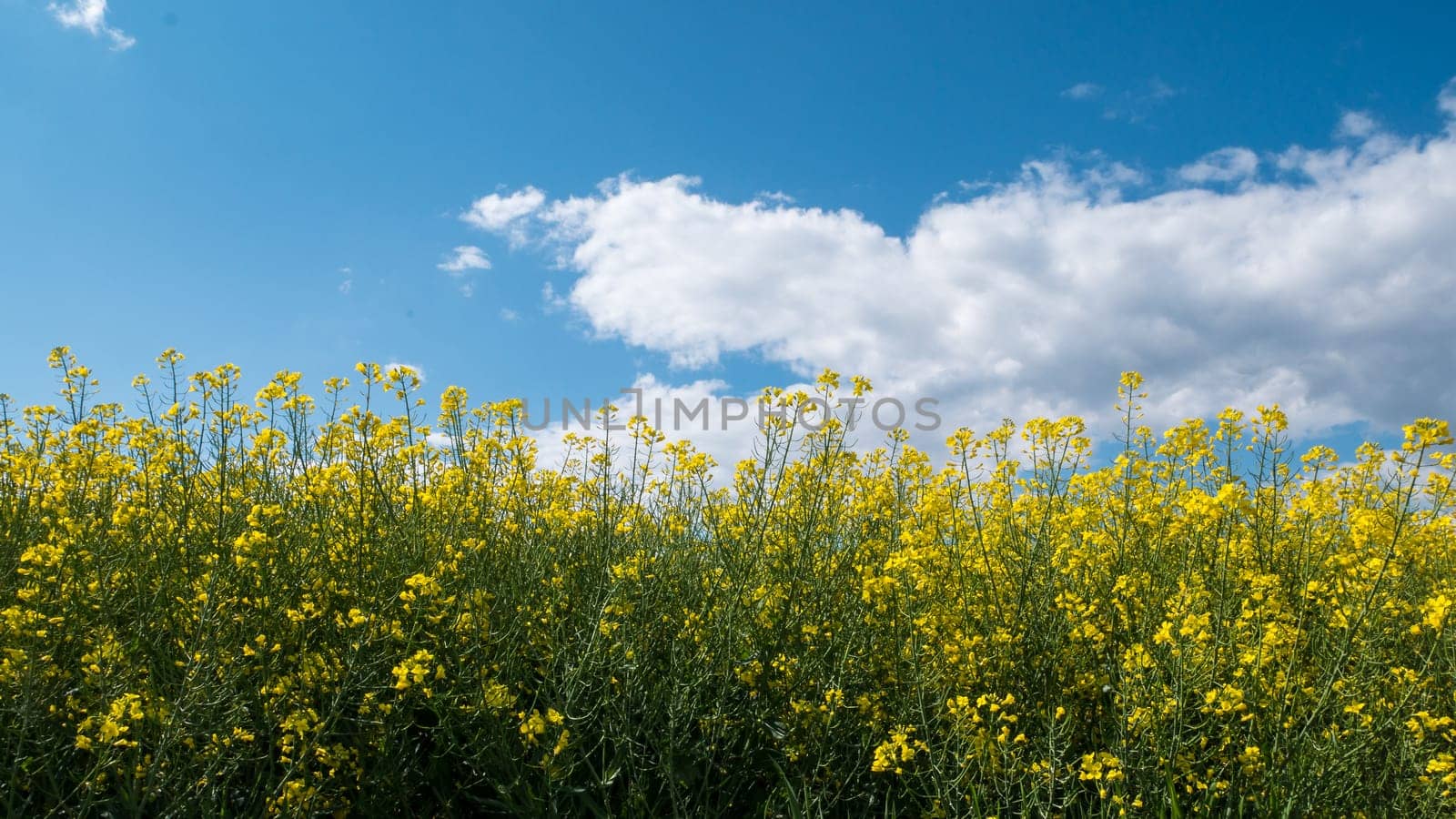 A vast field with yellow flowers and a cloudy sky