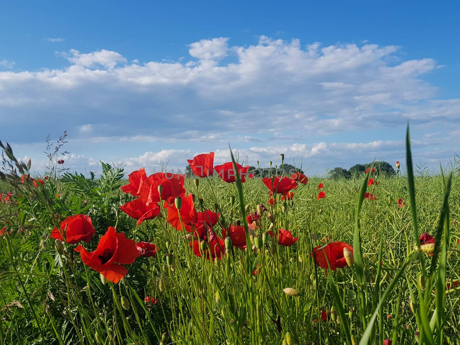 A field of red poppies. Blue sky and green field full of red poppies.