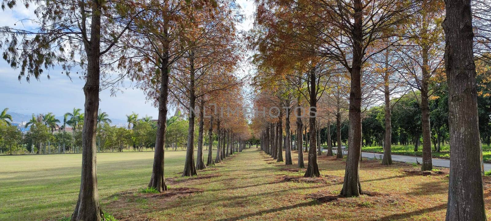 The pine trunks with forest on a background