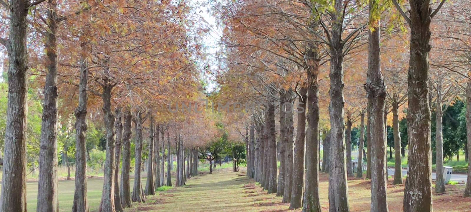 The pine trunks with forest on a background